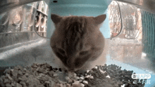 Mr Snack Silly Cat GIF - Mr Snack Silly Cat Cat Feeder GIFs
