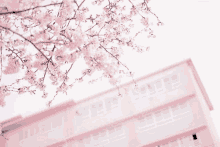 Sakura Building GIF - Sakura Building Pink GIFs