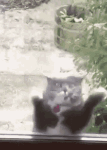 Cat Spastic GIF