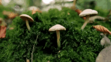 Mushroom Rainy Day GIF