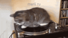Marii Ru GIF - Marii Ru Cat GIFs