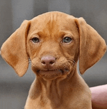 a close up of a brown puppy looking at the camera