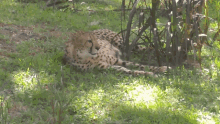 cat big animal zoo leopard relax