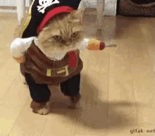 Winkcat Pirate GIF