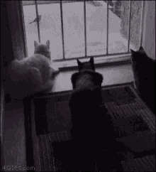 Cats Surprised GIF - Cats Surprised Shocked GIFs