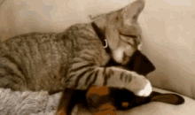 a cat is laying on a couch with a stuffed animal .