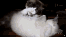 a black and white cat is laying on a table with the words no cat no life below it