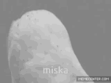 Miska GIF - Miska GIFs