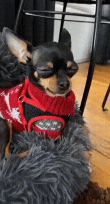 Dog Sweater GIF - Dog Sweater Chihuahua GIFs