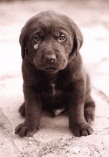 a brown puppy with a tear in its eye