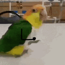 parrot happy excited