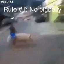 pigbelly rule