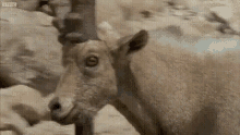 Ibex Animal GIF - Ibex Animal Ram GIFs