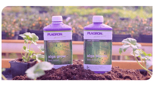 Plagron Natural GIF - Plagron Natural Alga Grow GIFs