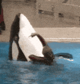 a killer whale is playing with another whale in a pool