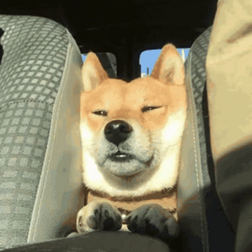 Dog Stuck Dog Between Car Seats GIF - Dog Stuck Dog Between Car Seats -  Discover & Share GIFs