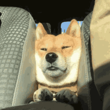 Dog Stuck Dog Between Car Seats GIF - Dog Stuck Dog Between Car Seats GIFs
