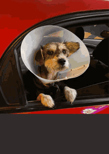 a small dog wearing a plastic cone looks out of a red car window