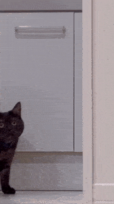 Approach Cat GIF