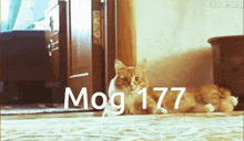 Mog Mogcat GIF - Mog Mogcat Mog 177 GIFs