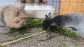two small rabbits are eating grass on a carpet