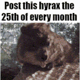 a picture of a squirrel with a caption that says post this hyrax the 25th of every month