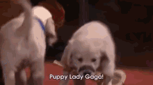 Puppy Conan Part 3! GIF - Puppy Puppy Lady Gaga Cute GIFs