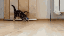 Hyper Cat GIF - Cat Play Ball GIFs