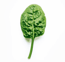 Spinach GIF - Spinach GIFs