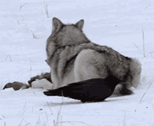 Wolf Crow GIF - Wolf Crow GIFs