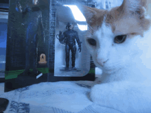 Cat Borg Loqutus Cat GIF - Cat Borg Loqutus Cat GIFs