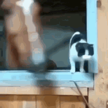 Yeet Cat GIF - Yeet Cat Horse GIFs
