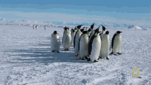 Emperors Spend The Long Winter On Open Ice National Geographic GIF - Emperors Spend The Long Winter On Open Ice National Geographic Penguins GIFs