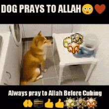 Dogs Praying GIF