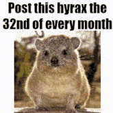 a picture of a hyrax with the words post this hyrax the 32nd of every month below it