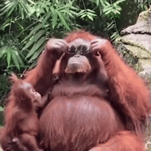 Tusareve Orangutan GIF - Tusareve Orangutan - Discover & Share GIFs