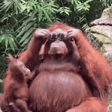 Tusareve Orangutan GIF - Tusareve Orangutan GIFs