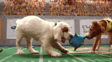 Puppy Bowl Puppy Bowl GIF - Puppy Bowl Superbowl GIFs