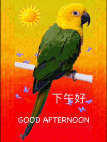 Good Afternoon 下午好 GIF - Good Afternoon 下午好 Parrot GIFs