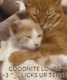 Goodnite Moomoo GIF - Goodnite Moomoo Lover GIFs