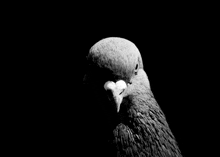 a black and white photo of a pigeon 's head with its beak open .