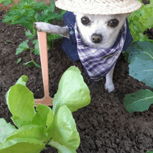 Dog Farmer GIF