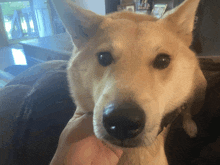 a close up of a dog 's face with a person petting it