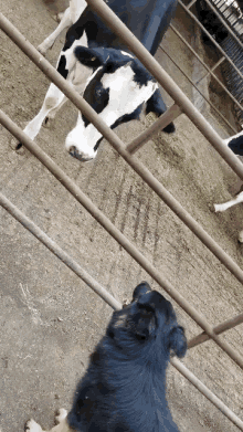 Cows Dogs GIF - Cows Dogs Head Shake GIFs
