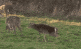 a couple of deer standing in a grassy area