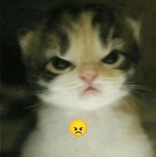 Angry Cat 😡 : r/cute