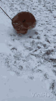 Dog Viralhog GIF - Dog Viralhog Turn Around GIFs