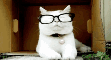 Míope, Eu? Imagina GIF - Reading Glasses GIFs