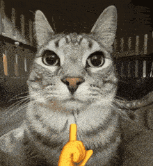 a cat giving the middle finger with a yellow hand behind it
