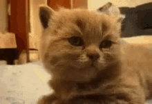 Bonne Nuit GIF - Bonnenuit Cat GIFs
